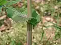 Stängelumfassender Blattgrund der Kohl-Gänsedistel (Sonchus oleraceus)