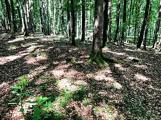 Sonnenberg