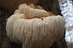 2026 Igel-Stachelbart