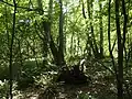Bruchwald an der Sothrieth
