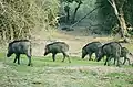 Wildschweine