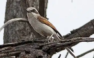 Rostmantelwürger (Lanius souzae) ♂