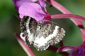 Spargania luctuata