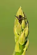 Weibchen auf Sprössling des Gemüsespargels