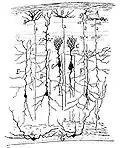 Zeichnung des Tectum opticum des Sperlings. Estructura de los centros nerviosos de las aves, Madrid, 1905.