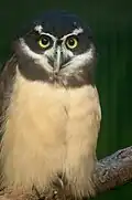 Brillenkauz