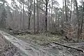 Durchforstung im Spessart