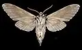 Sphinx pinastri ♂△