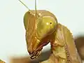 Kopf eines Weibchens der Ghana-Gottesanbeterin (S. lineola)