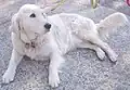 Golden Retriever, Allelkombination ii, weiß, die Farbe wird bei dieser Rasse als Cremefarben bezeichnet.