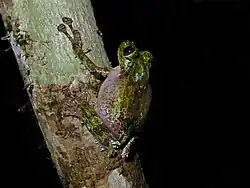 Spinomantis aglavei