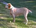 Spinone Italiano
