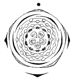 Blütendiagramm von Spiraea hypericifolia