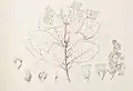 Spiraeanthemum samoense