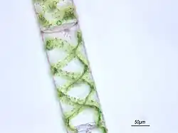 Spirogyra im Durchlichtmikroskop