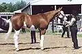 Paint Horse-Stute mit Splashed-White-Overo-Zeichnung