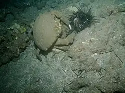 Tumidodromia dormia beim Verzehr eines Seeigels
