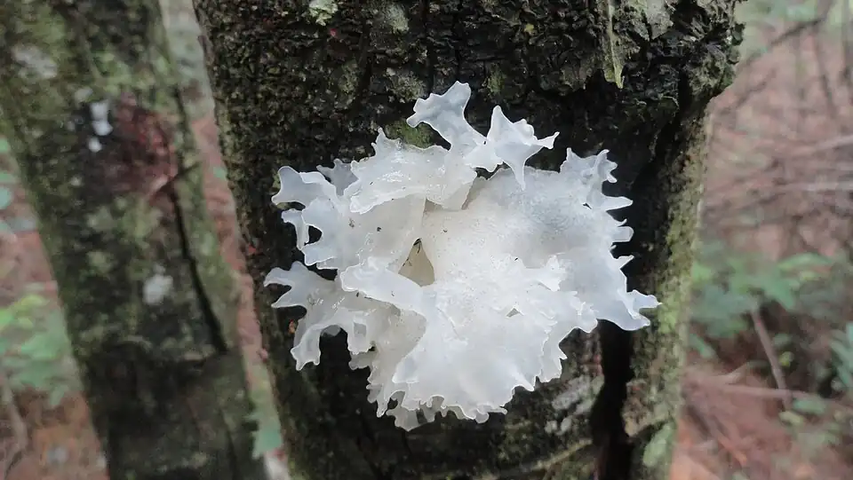 Sporothrix epigloea in Laos, auf Totholz