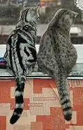 Classic und Spotted Tabby