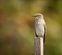 Muscicapoidea: Grauschnäpper (Muscicapa striata)