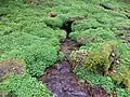 Quelle des Springbrunnens