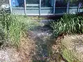 Mündung der Springe (rechts) in die Kleine Schmiech (links)
