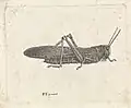 Heuschrecke