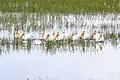 Nashornpelikane am Pelican Creek