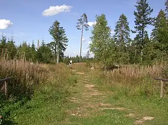 Stöcklewald