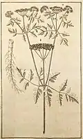Anton von Störck 1762