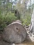 Ein gefällter Baum im Park