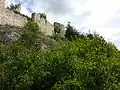 Invasive Fliedergebüsche dringen in die Felssteppe ein.
