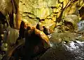 Stalagmiten