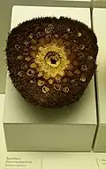 Stammquerschnitt im Naturmuseum Augsburg