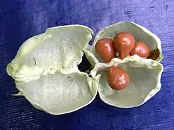 Geöffnete Kapselfrucht mit Samen