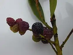 Gagelbaum