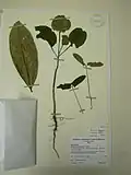 Herbarbeleg