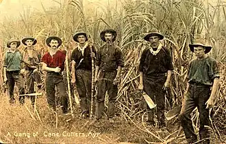 Erntearbeiter in Australien (ca. 1907)