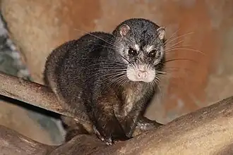 Cynogale bennettii