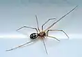 Große Fettspinne (Steatoda grossa)