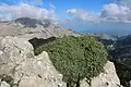 Stech-Wacholder, im Hintergrund der Puig Major