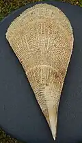 Schale einer Steckmuschel