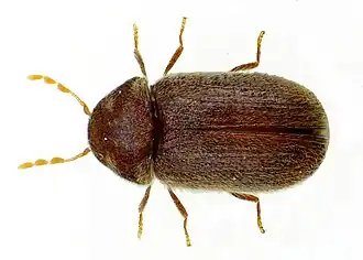 Abb. 1
