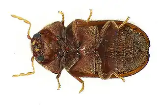 Abb. 3