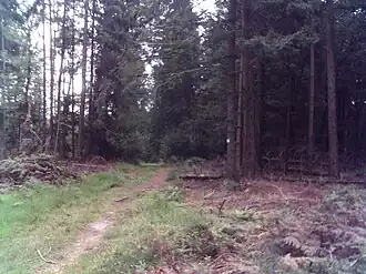 Gipfelbereich der Steigkoppe