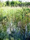 Ostersee-Ach zwischen Ameissee und Stechsee