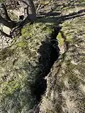 Die Wurzeln des Baumes halten den Keil mit fest