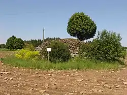 Röse