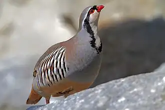 Alpensteinhuhn