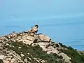 Steinmonster